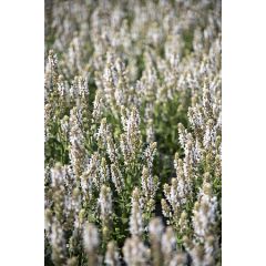Szałwia omszona 'Salute White'
